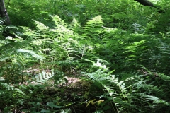 Ferns in the 40 acre woods. Photo: Jamie L. Manser