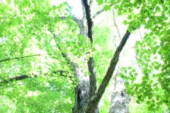 Oh, the trees! Photo: Jamie L. Manser
