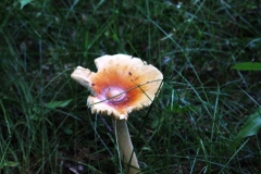 Some gorgeous mushroom in the 40 acre woods. Photo: Jamie L. Manser