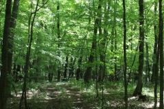 More woods! Photo: Jamie L. Manser