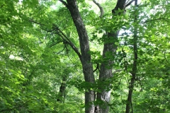 A big maple tree in the woods! Photo: Jamie L. Manser