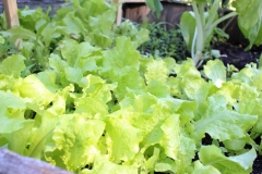 Delicious, beautiful lettuce growing in a barrel. Photo: Jamie L. Manser JamieManser.com