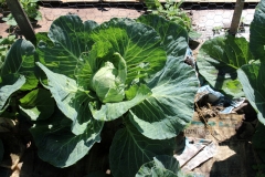 Cabbage! Photo: Jamie L. Manser