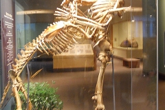Oh, Osteology! Grover Krantz, who was Dan's Physical Anthropology Professor at Washington State, donated his bones to the Smithsonian National Museum of Natural History.