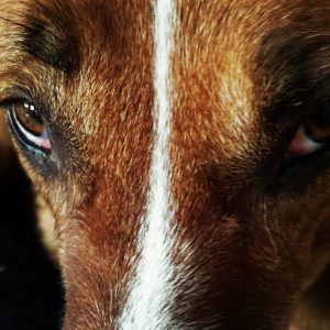 Merle
