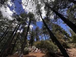 Ponderosa Pines on Mt. Lemmon
