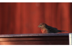 Finch