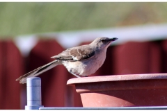 Mockingbird1