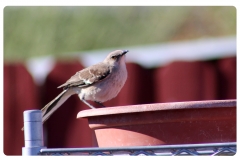 Mockingbird2