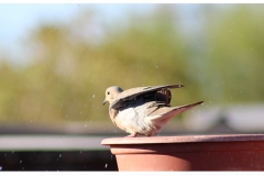 Mourning-Dove