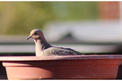 Mourning-Dove2