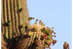 Saguaro-Buffet2