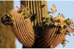 saguaro1