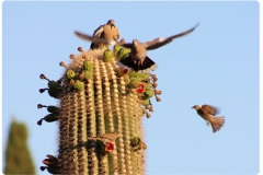 saguaro2