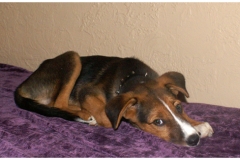 Merle on Bed