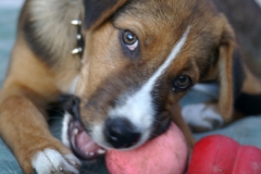 Contemplative Chewing