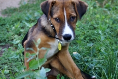 Merle Chews Grass | Merle Chooses Grass