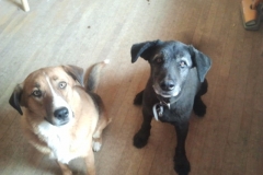 Goofballs!