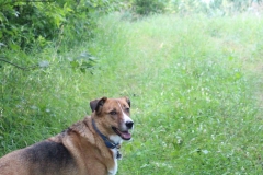 Merle in the 40 acre woods.