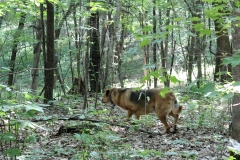 Merle stalking