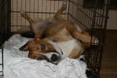 He loved his crate. It was his little den.