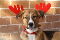 He wasn't into these antlers, but he sure looked cute!