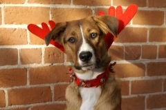 This was our Christmas card one year. He was sweet and mostly patient when we took this shot.
