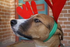 He is trying to look dignified.