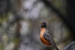 American Robin