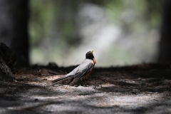 American Robin