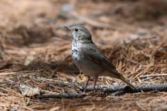 Hermit Thrush 1