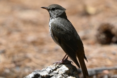 Hermit Thrush 2