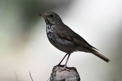 Hermit-Thrush-3