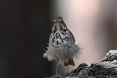 Hermit-Thrush-4