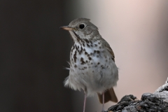 Hermit-Thrush-5