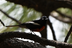 Painted-Redstart-1