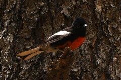 Painted-Redstart-2