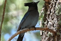 Steller Jay