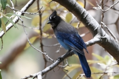 Steller-Jay-5