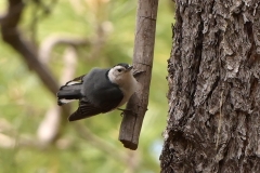 White-breasted-Nuthatch-1