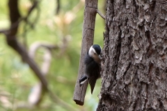 White-breasted-Nuthatch-2