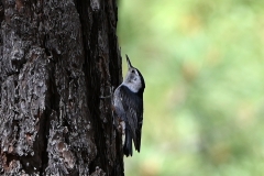 White-breasted-Nuthatch-3