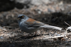 Yellow-Eyed-Junco-2
