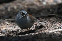 Yellow-Eyed-Junco