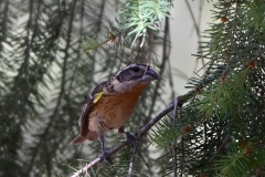black-headed-grosbeak-1