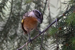 black-headed-grosbeak-2