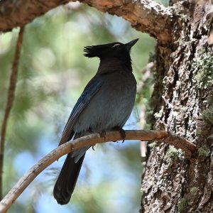 Mt. Lemmon Excursions: Birds, Ants & Trees